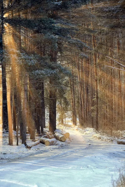 Winterlandschaft Der Sonnenstrahlen Durch Die Vereisten Äste Der Bäume Kiefernwald — Stockfoto