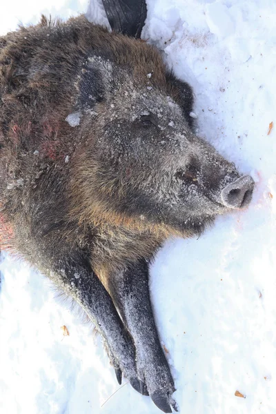 冬季森林中的特写头猎野猪 — 图库照片
