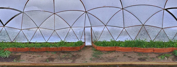 Närbild Inre Dome Växthus Besåtts Med Grönbete — Stockfoto