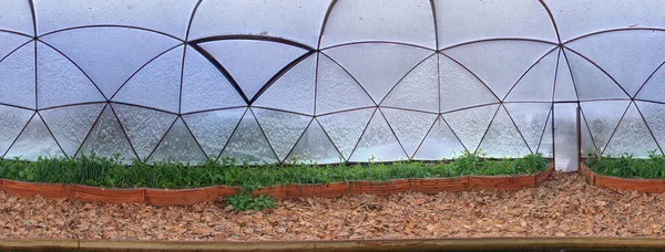 Närbild Inre Dome Växthus Besåtts Med Grönbete — Stockfoto