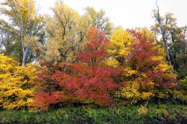 Panoramic landscape with river and autumn forest on the high Bank.