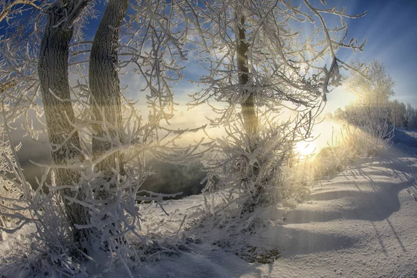 Paisagem Inverno Árvores Geladas Floresta Nevada Manhã Ensolarada Tranquilo Inverno — Fotografia de Stock