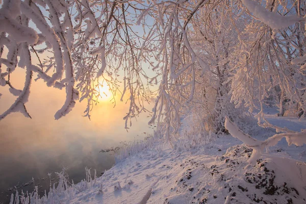 冬季景观 阳光明媚的早晨 雪地森林里结霜的树木 在阳光下飘忽不定的冬天 — 图库照片