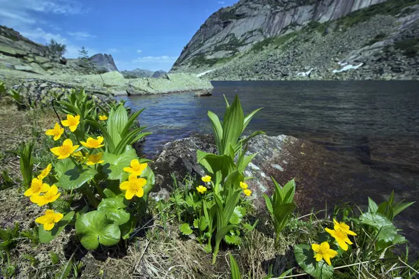 Very Beautiful Flowers Mountains Western Sayan Ergaki — Stock Photo, Image