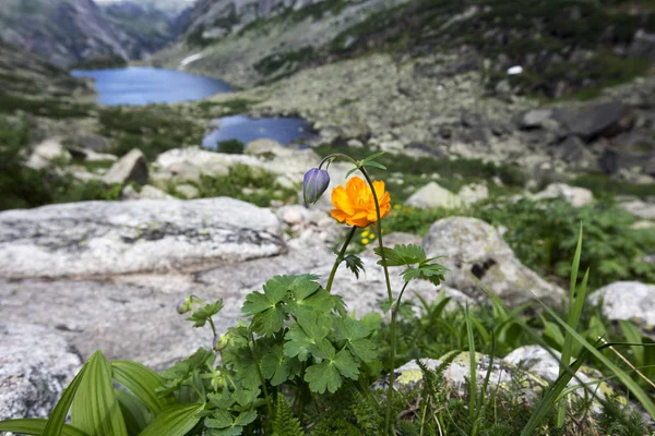 Very Beautiful Flowers Mountains Western Sayan Ergaki — Stock Photo, Image