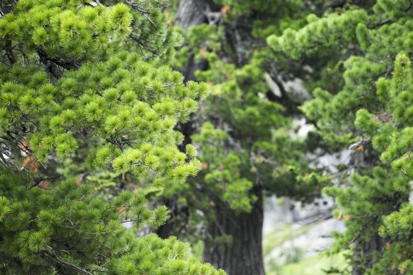 Unga Ceder Grönskande Gren Nationalparken — Stockfoto