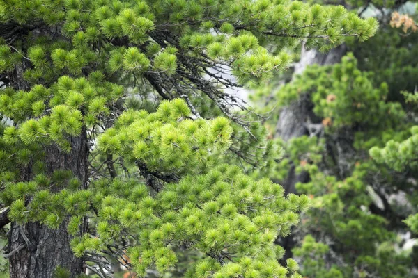 Jonge Cedar Weelderige Tak Het Nationaal Park — Stockfoto