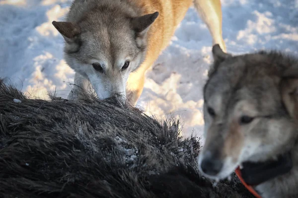 Hunting for a wild boar with dogs (husky)