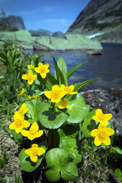 Sehr Schöne Blumen Den Bergen Westsayan Ergaki — Stockfoto