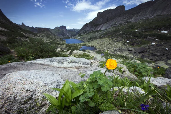 Very Beautiful Flowers Mountains Western Sayan Ergaki — Stock Photo, Image