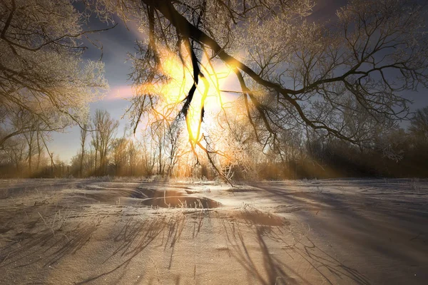 Зимовий Пейзаж Морозних Дубів Сонячно Морозний Ранок — стокове фото
