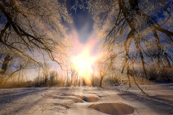 Kış Manzarası Dondurucu Soğuk Meşe Ağaçları Güneşli Bir Sabah — Stok fotoğraf