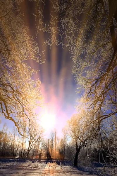 Paysage Hivernal Chênes Gelés Dans Matin Givré Ensoleillé — Photo