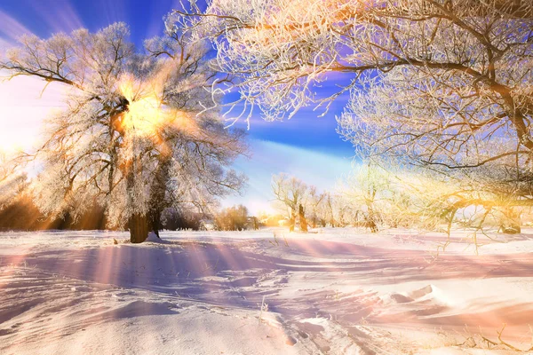 Winter Landscape Frost Oaks Sunny Frosty Morning — Stock Photo, Image