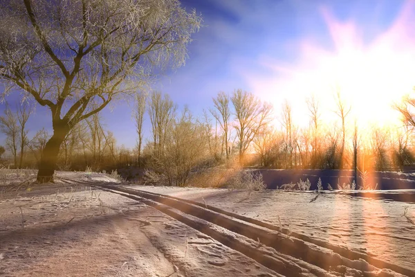 Paysage Hivernal Chênes Gelés Dans Matin Givré Ensoleillé — Photo