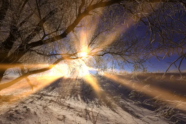 Красивые Зимние Ландшафтные Деревья Инею Заснеженном Поле Солнечный День — стоковое фото