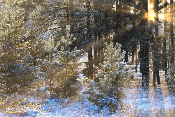 Paisaje Invierno Soleado Mañana Helada Bosque Pinos —  Fotos de Stock