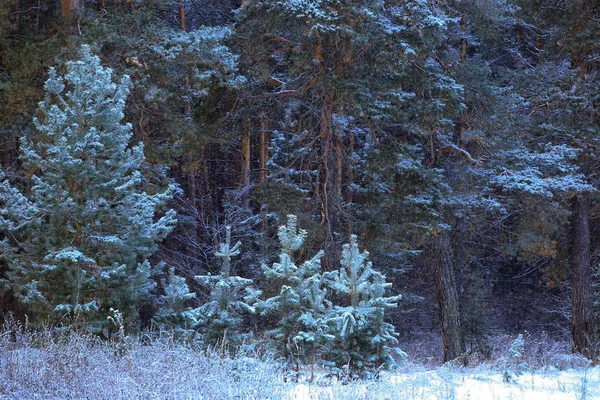 Paysage Hiver Matin Givré Ensoleillé Dans Une Forêt Pins — Photo