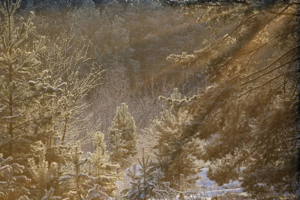 Winterlandschaft Sonniger Frostiger Morgen Einem Kiefernwald — Stockfoto