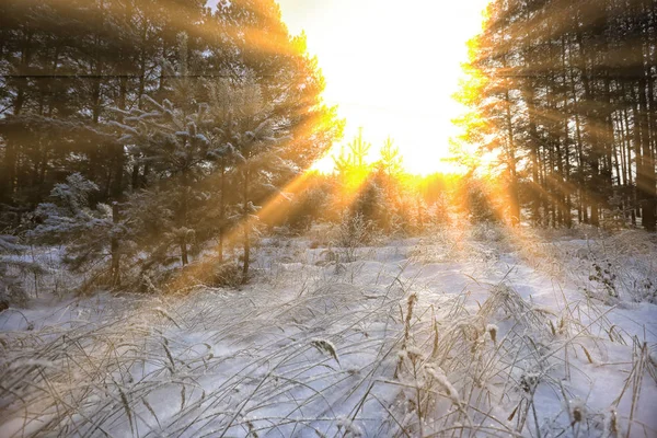 Winter Landscape Sunny Frosty Morning Pine Forest — Stock Photo, Image
