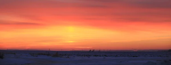 Inverno Paisagem Céu Pôr Sol Escarlate Sobre Campo — Fotografia de Stock