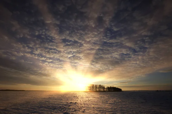 Zima Krajobraz Zaśnieżone Pola Drzewa Promienie Słoneczne Zachód Słońca — Zdjęcie stockowe