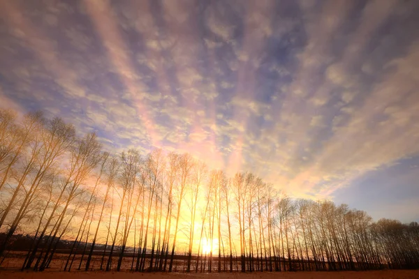 Kış Manzara Karla Kaplı Alanlar Ağaçlar Güneş Işınları Yollar — Stok fotoğraf