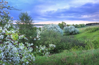 Günbatımında nehir kıyısında çiçek açan elma ağaçları.