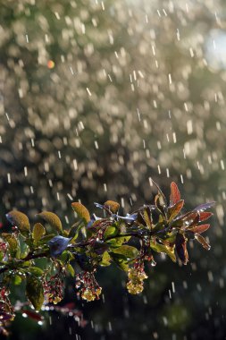 yakın çekim güneşli bir yağmurda çiçek açması kızamık Şubesi