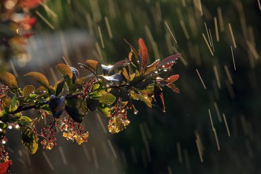 yakın çekim güneşli bir yağmurda çiçek açması kızamık Şubesi
