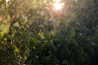 makro doku güneş yağmur yaz bahçesinde