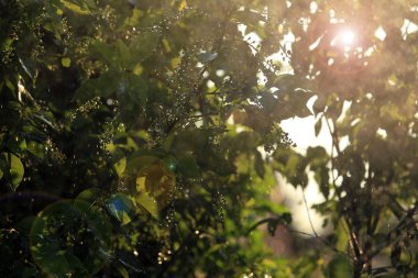 makro doku güneş yağmur yaz bahçesinde