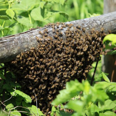makro vahşi ormanda bir şube arıdan swarm