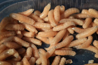 Konteynırda kurtçuk, balık yemi.