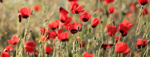 Campo Flores Amapola Roja Primer Plano Temprano Mañana — Foto de Stock