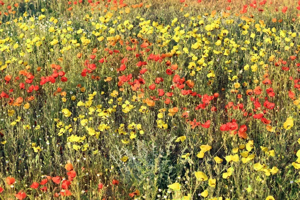 Champ Fleurs Pavot Rouge Gros Plan Tôt Matin — Photo