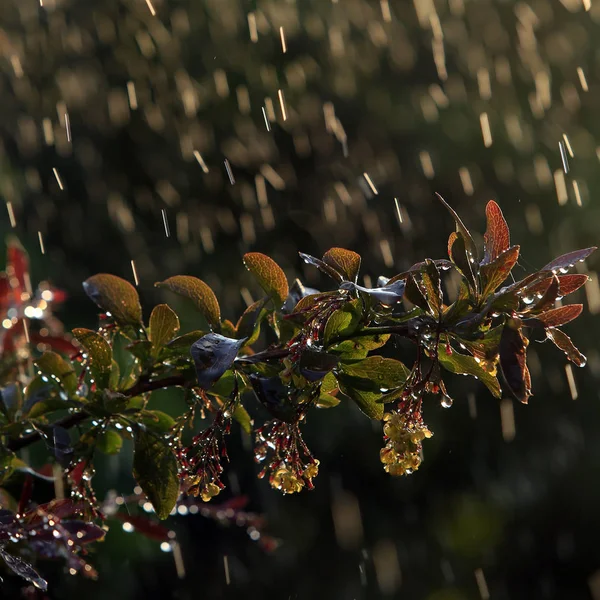 Szczegół Gałąź Kwitnąca Berberysu Deszczu Słoneczny Dzień — Zdjęcie stockowe