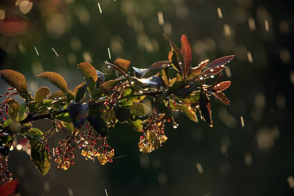 Gros Plan Branche Épine Vinette Fleurs Sous Pluie Par Une — Photo