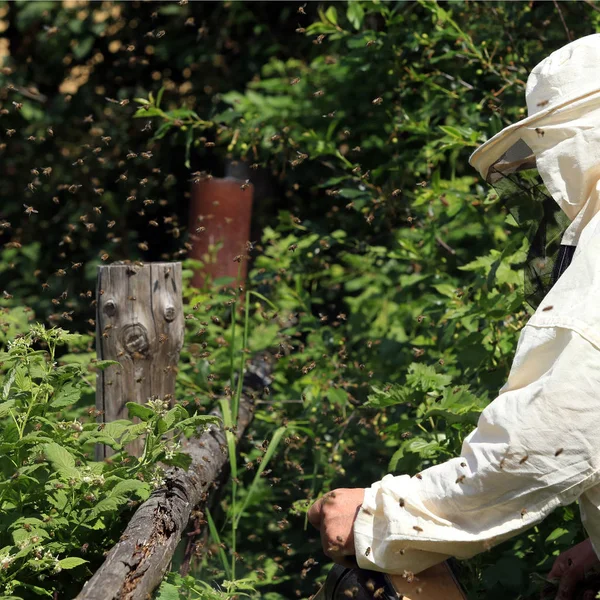 Пасічник Курить Саду Бджолиний Рій — стокове фото