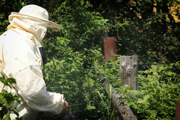beekeeper smokes in the garden bee swarm