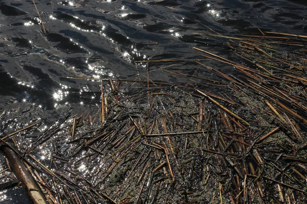 Makro Bakgrund Textur Gamla Alger Nära Stranden — Stockfoto