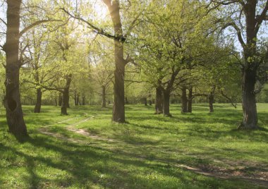 Baharın başında, açık bir günde meşe koruluğunun içinden geçen toprak arazi yolu.