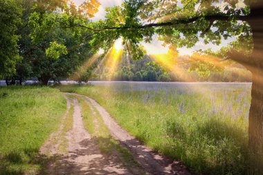 Yazın, güneşli bir günde kır çiçekleri ve ağaçlarla dolu çayırlarda.