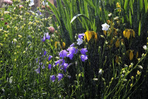 Closeup Beautiful Flowers Flower Bed Garden Summer Sun Rain — Stock Photo, Image