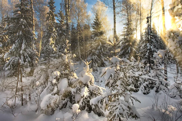 Rosty Vintermorgon Trä Putsade Med Rimfrost — Stockfoto
