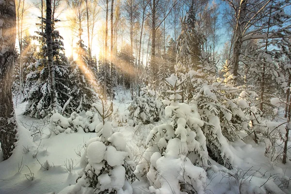 Rosty Winter Morning Wood Plastered Rime — Stock Photo, Image