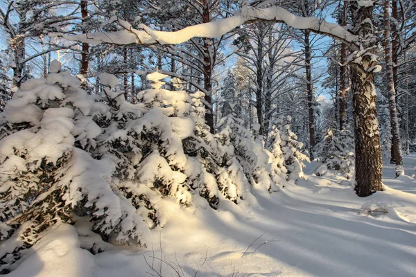 Rosty 樹氷で埋め尽くされ森の中の冬の朝 — ストック写真