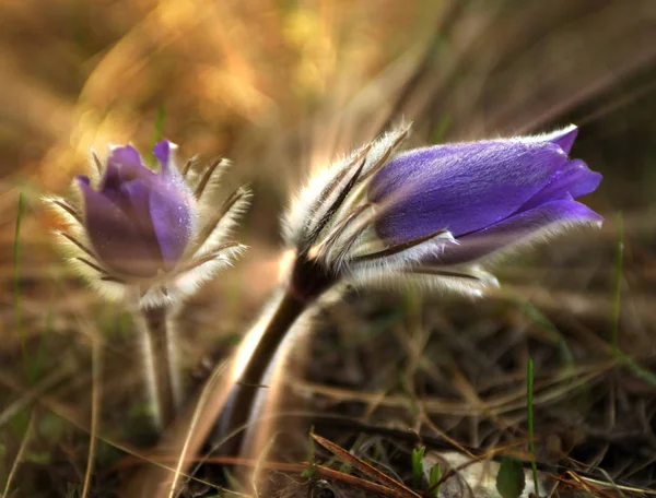 Molte Primule Primaverili Fioriscono Nel Parco — Foto Stock