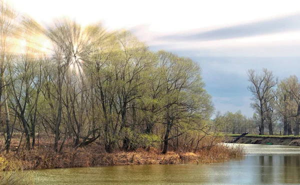 晴れた日には早春の風景川と樫の木 — ストック写真