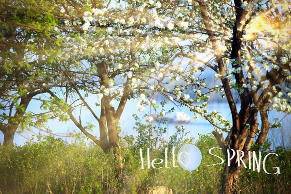 Весняний Пейзаж Квітучі Яблуні Березі Річки Молодь Прогулянку Сонячний День — стокове фото